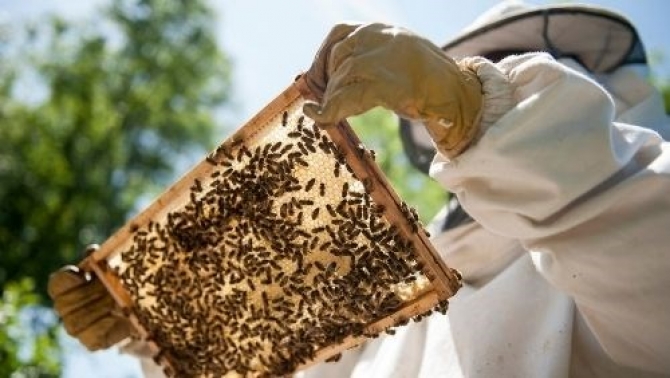 Município de Oliveira do Hospital ajuda apicultores com sete toneladas de alimento