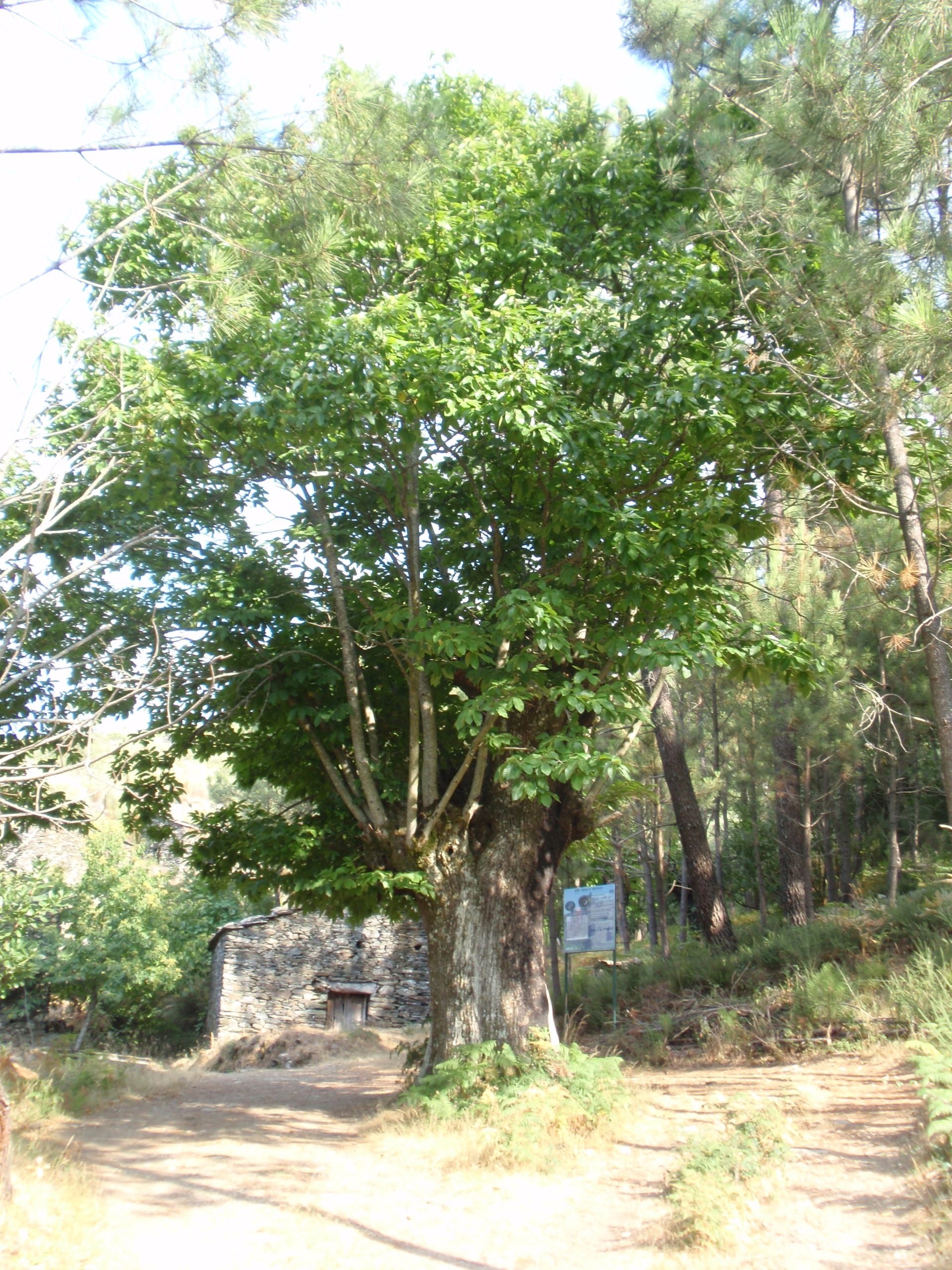 ad7 add aldeia do colcorinho 07 castanheiro